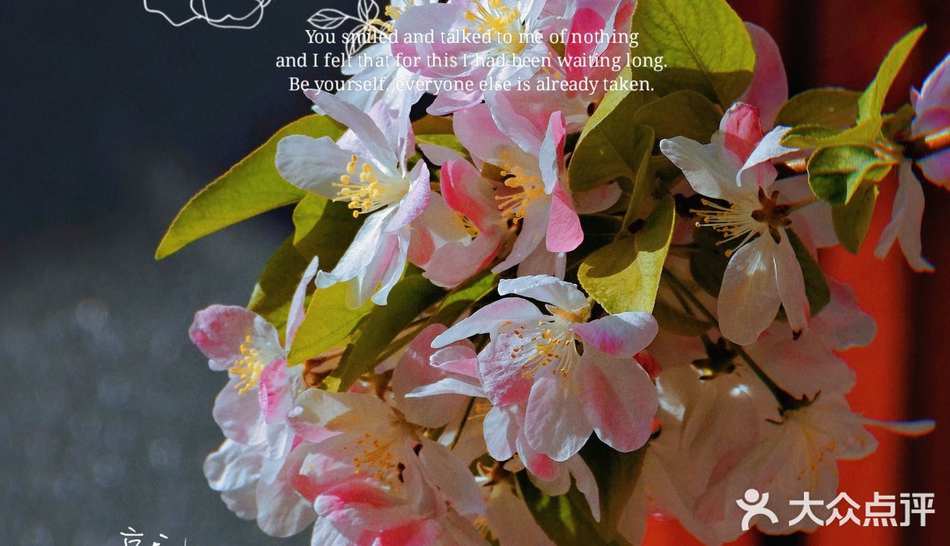 🌸京城赏花攻略|北土城地铁口，让你免费拥抱海棠花海🌷