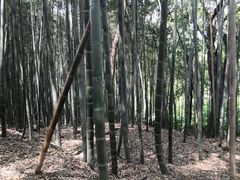 -上海佘山国家森林公园天马山园