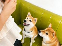 -是阿柴呀！柴犬咖啡·爱喵喵猫咖