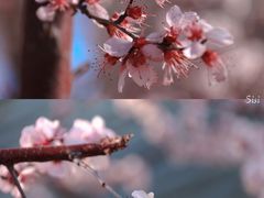 -桃花堤公园