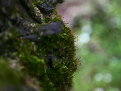 景点-铁山坪森林公园