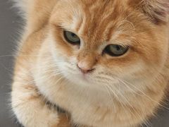 -飞行喵MR PILOT|猫舍·猫咖(静安大融城店)