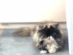 -瞄一喵猫咖(格力海岸店)