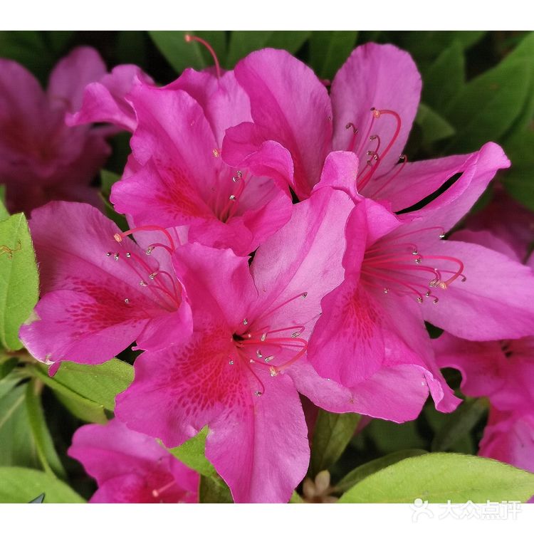 金陵花事||大行宫市民广场.杜鹃花