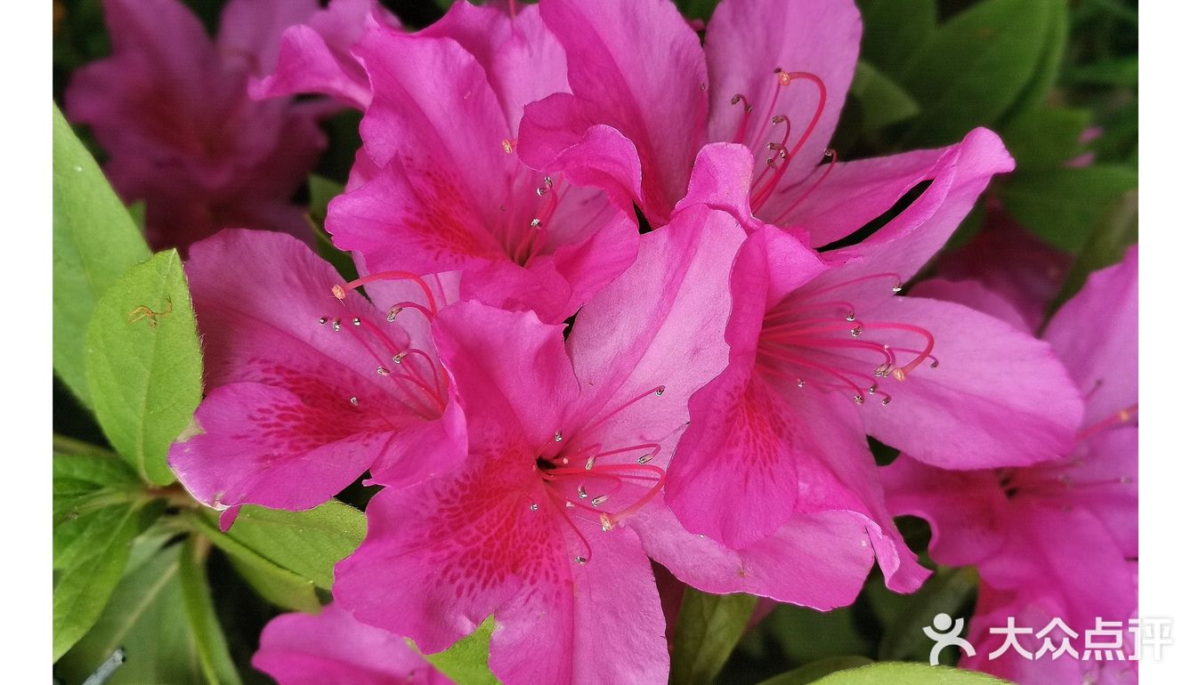 金陵花事||大行宫市民广场.杜鹃花