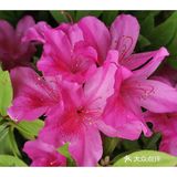 金陵花事||大行宫市民广场.杜鹃花