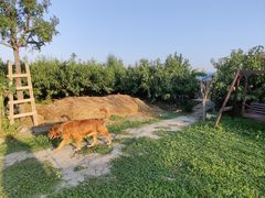 -樂桃源奉贤黄桃种植采摘基地