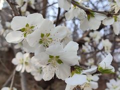 -海棠花溪(元大都城垣遗址公园)