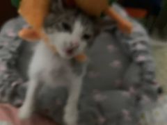 -柚子猫舍·精品猫舍购猫·猫咪认养·购宠·宠物店