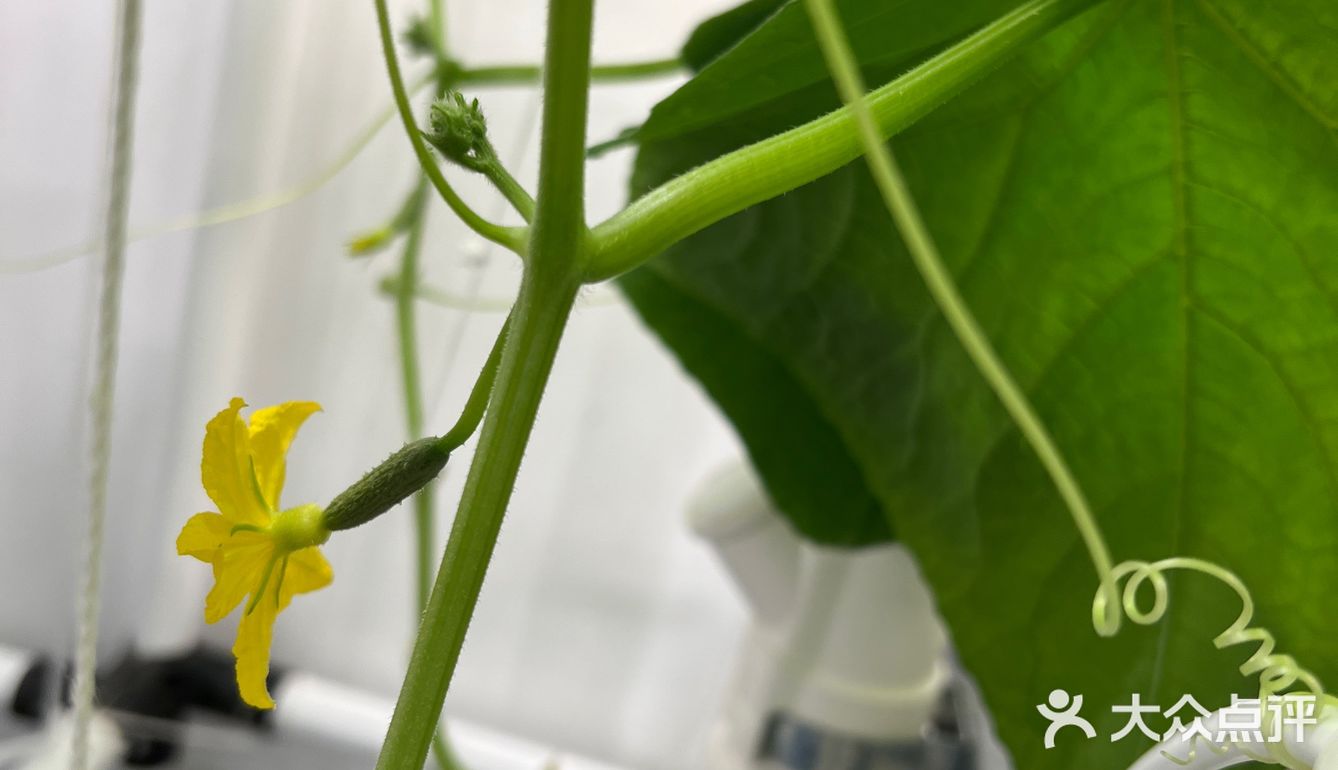 这家店用的是自己种的菜