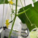 这家店用的是自己种的菜