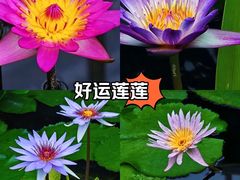-国家植物园南园