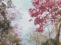 -天适樱花悠乐园