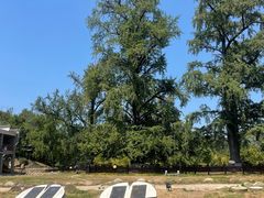 -千年银杏谷文化旅游区