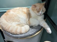 -安格丽娜·狗咖·猫咖羊驼咖(春熙路百盛商场店)