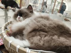 -共舞时光猫咖·狗咖(新街口店)