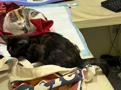 -佳怡动物医院·平价24小时·猫专科骨外科