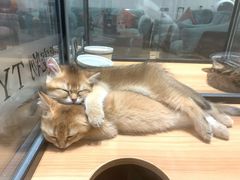 -袖虎·猫馆(体育西路店)