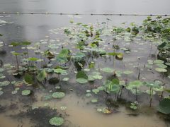 -天鹅湖体育公园