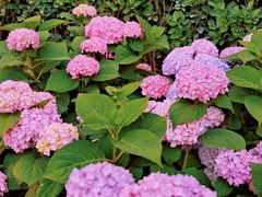 -天津医科大学肿瘤医院(本部院区)