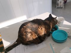 -关爱宠物医院·猫科中心·消化科(滨湖万达分院)