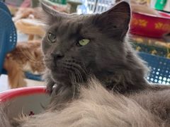-平行世界·猫咖(首经贸店)