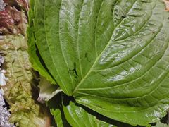 -盛江山自助料理(奥莱锦辉购物广场店)