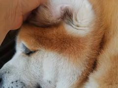 -瑞派宠物医院·24h·骨外科·皮肤科·全科宠物医疗转诊中心(沈阳浑南院)