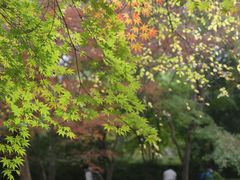 -秋霞圃