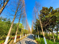 -昆山城市生态森林公园