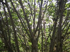 -羚羊峡古栈道森林公园