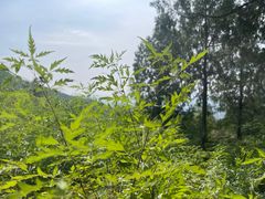 -北京十三陵国家森林公园蟒山景区