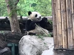 -都江堰中华大熊猫苑