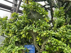 -南山植物园