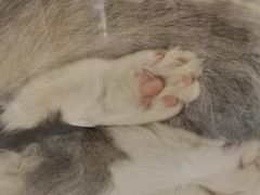 -猫域·湾主题猫咖·宠物吧(南坪城市广场店)
