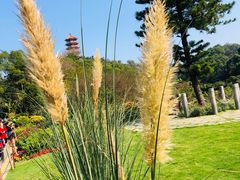 -深圳仙湖植物园