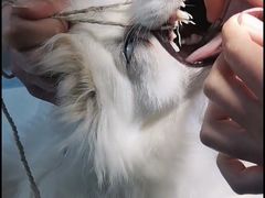 -关爱动物医院·心脏·中兽医·异宠(金牛路分院)