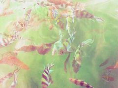 -东姑阿都拉曼海洋公园