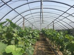 -马陆小张葡萄园农家乐