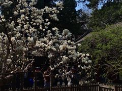 -大觉寺-停车场