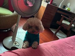 -pd派德宠物中心医院24H急重症·眼科中心·血液透析中心(嵩山北路店)