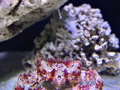 -海合安天津极地海洋公园