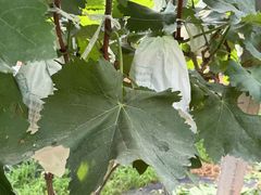 -马陆小张葡萄园农家乐