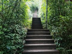 -西双版纳原始森林公园