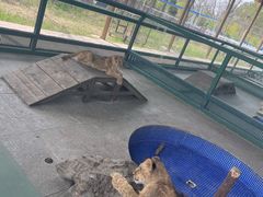 -秦皇岛野生动物园