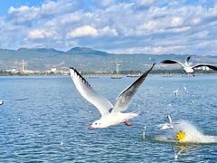 -海埂大坝