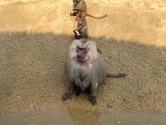 -杭州野生动物世界