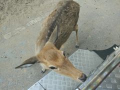 -清迈夜间动物园