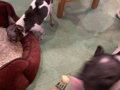 -藦茜花园宠物主题亲子互动体验馆(国顺东路店)