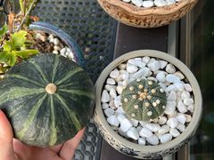 -桂林市花鸟市场